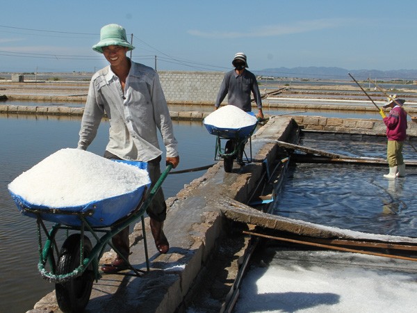 Etat-Entreprises-Agriculteurs: une formule qui fait mouche à Ninh Thuan - ảnh 1